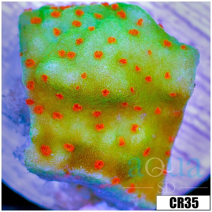 Corals - SPS - Montipora - Aqua SD